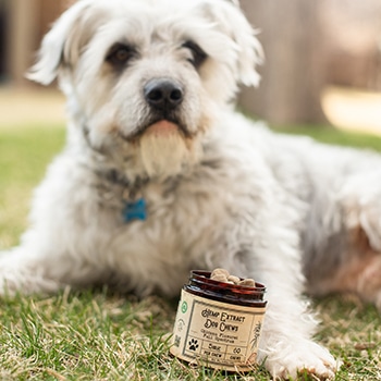 cbd products for dogs